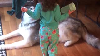 Precious 2 year old little girl comforts Alaskan Malamute