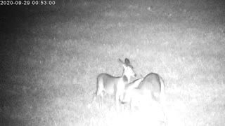 Mama Deer Feeding Her Twin Fawns