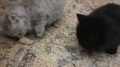 Carla Kitten Introduced To Fresh Chicken Legs Meal With Jhoney