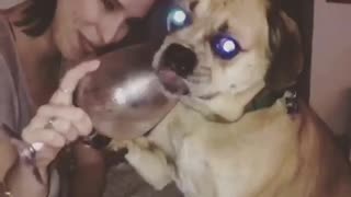 Dog insists on wine