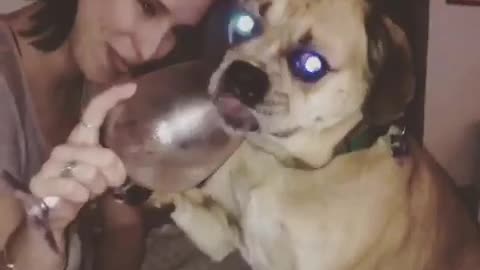 Dog insists on wine