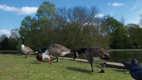 Canada Geese, swan, ducks and pigeons enjoy a sunny Spring day