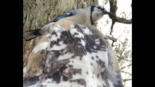 Playful Blue Jay Bird Checks POV’s Head and Camera