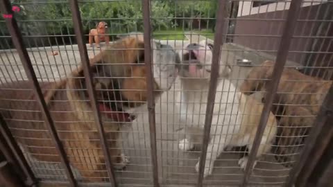 Dog Barks At Babysitter, So Mom Hides Camera In Hair