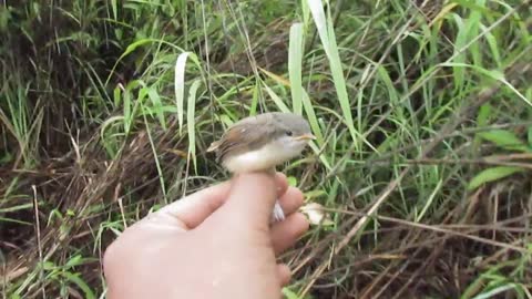 Human respect and love for Animal life for Little bird