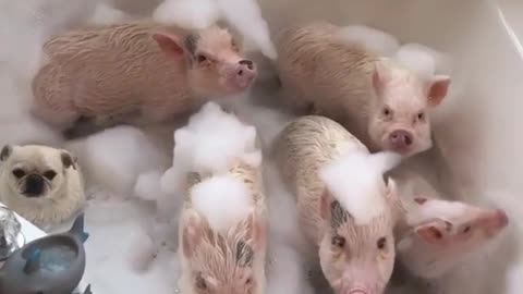 A litter of piglets is taking a bath