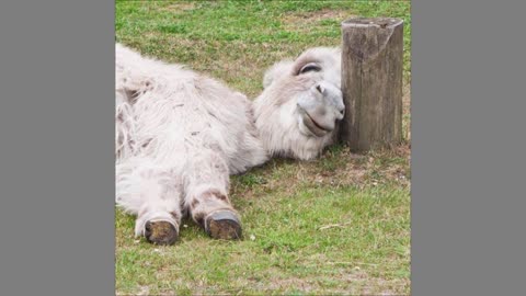 Cute Baby Donkeys pic