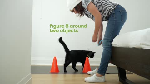 30 Tricks To Teach Your Cat