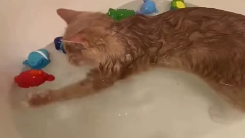 Bathing is Not Easy Job For Cats