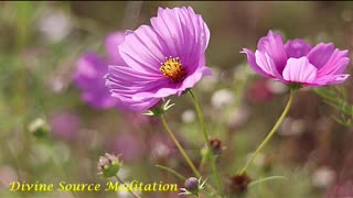 6. Morning Bloom ★ Gentle music with beautiful scenery ★ relaxation ★ meditation ★ Yoga ★ Tai Chi ★
