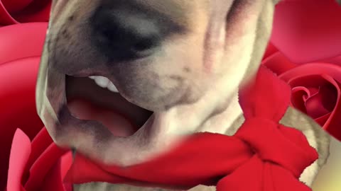 Dog Sings LA VIE EN ROSE (part 5) - Dog singing videos PicthePit