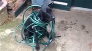 Dog Gets Tangled Up In Trouble