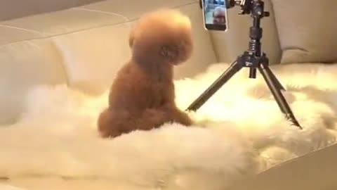 cute puppies just creating tiktok