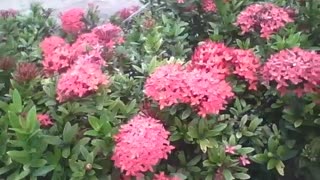 Lindo jardim de flores ixora vermelhas, são muito bonitas! [Nature & Animals]