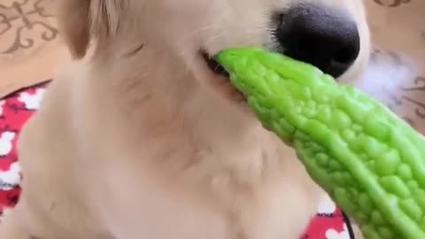 do you like bitter gourd