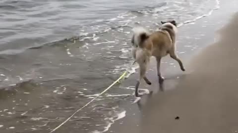 The dog tries to catch fish in the sea. Nice try!