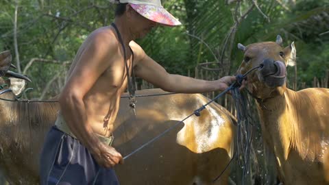 Guy Splashing fresh water on Cows Shower Time