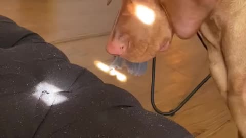 Doggo prottecs home from light Beam