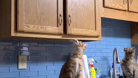 Cat Trying to Follow Friend up Cabinet Fails