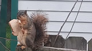Fat Squirrel Eating Whole Wheat Bread