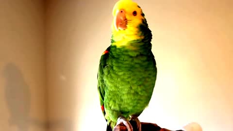 Clever Parrots Viral Video Compilation