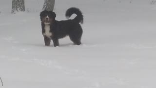 Archie the snow loving Bernese puppy!