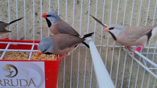 CONHECENDO OS PASSAROS E AVES DA LOJA _ Vídeo dos pássaros e aves exóticas para criação