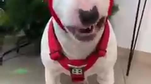 Babby dog funny videos Babby dog funny videos