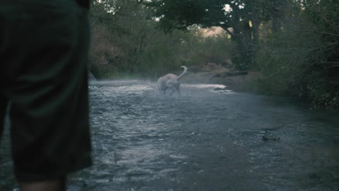 Dog catches a ball in a river