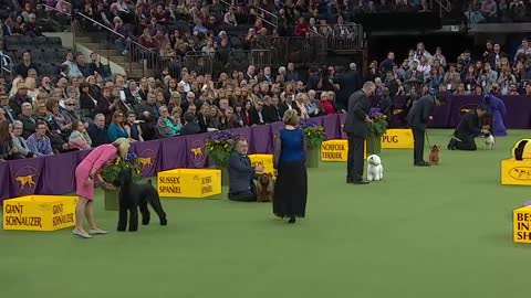 Best in Show Ceremony | WESTMINSTER DOG SHOW (2018) | FOX SPORTS