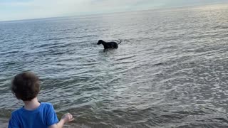 Service Dog: Memorial Day at the Beach!