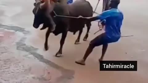 Funny animal attack video