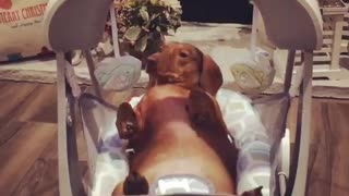 Dog tries out baby swing, almost falls asleep in it