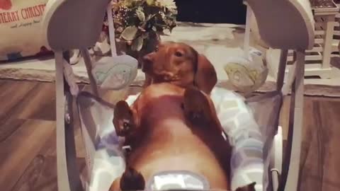 Dog tries out baby swing, almost falls asleep in it
