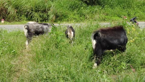 GOAT'S FAMILY HAPPY EARNING IN THE COUNTRY