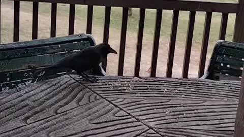 Black Crow Bird Sounds Video By Kingdom Of Awais