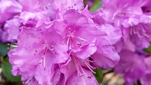 Azalea Flowers in Spring 2023