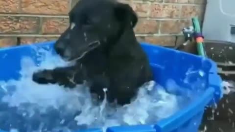 Cute dog is bathing happily