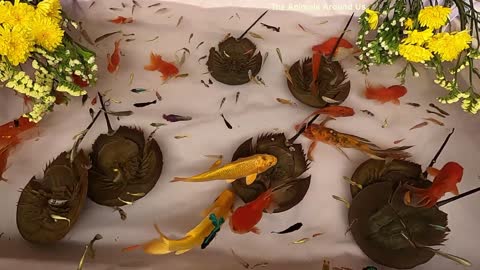 Goldfish_Horseshoe_Crab_Guppy_Guppies_Catfish_Betta_Koi_Carp_Fish_animals_Videos