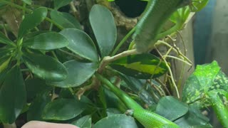 A Hungry Skink Falls Into Its Food