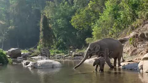 Elephants drinking water cute elephant