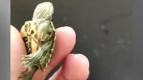 Have u ever seen turtle with 3 heads amazing video😱😱😱😱😱😱