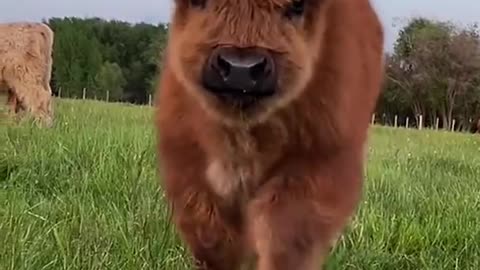__ Fluffy Highland Cow Baby -- __ Cute Baby Animals in the World -- __ _shorts