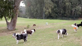 Border Collie dog is playing in the park