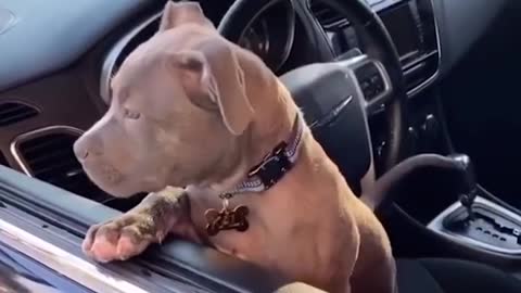Pitbull puppies funny puppy videos 2021