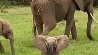 funny baby elephant