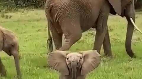 funny baby elephant