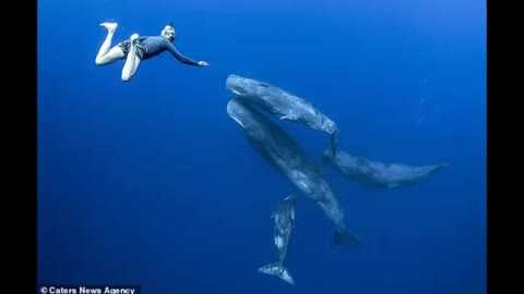 rare footage of sperm whales