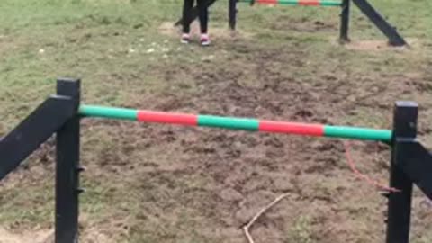 Springy Boxer tries agility