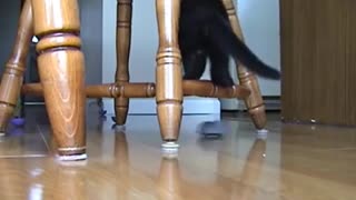 Kitten afraid of remote control mouse